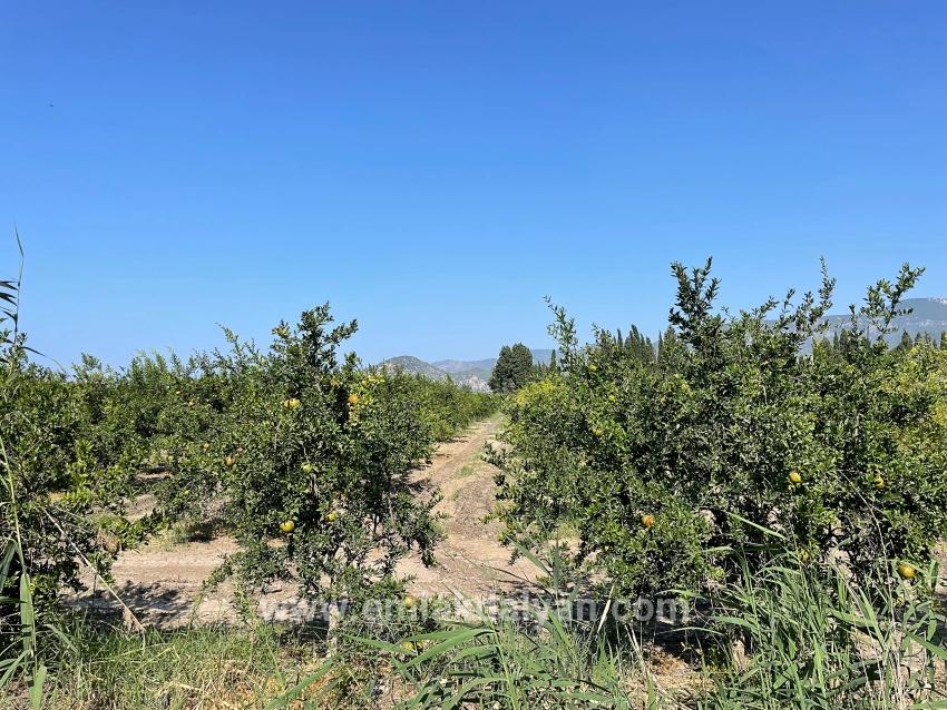 Field For sale in Dalyan Nbh. Ortaca - Housing Zoned - 10.000 m²