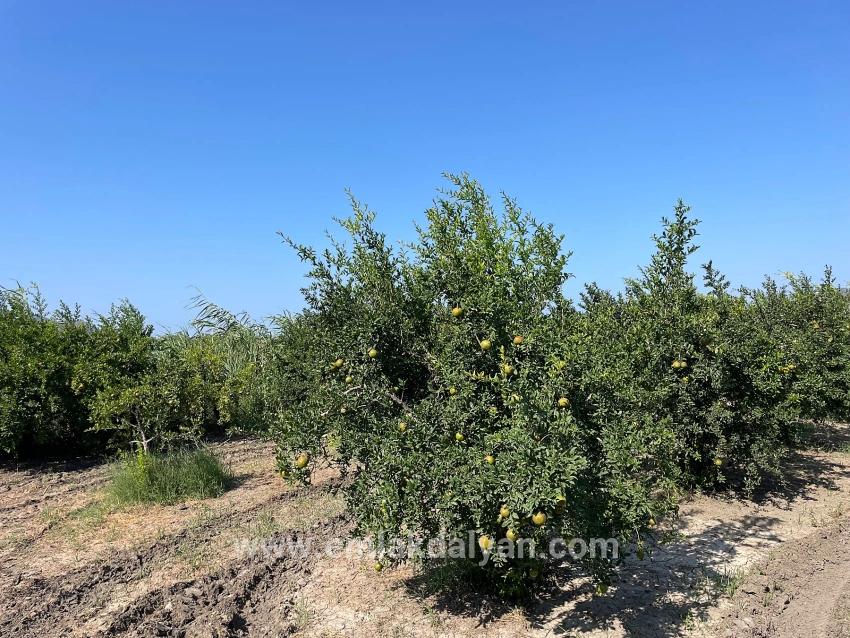 Field For sale in Dalyan Nbh. Ortaca - Housing Zoned - 10.000 m²