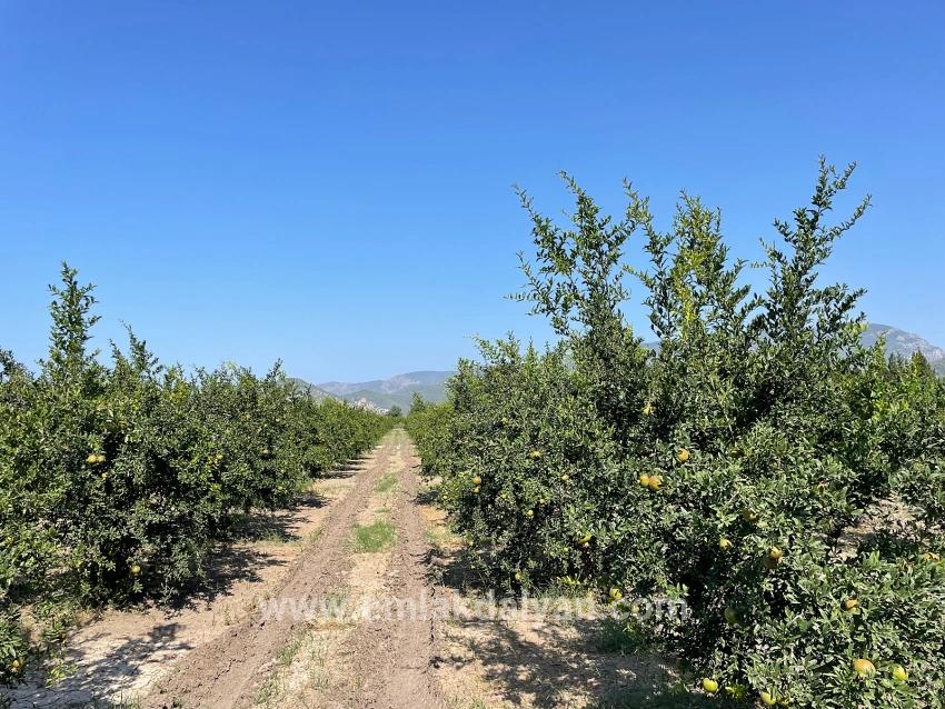 Field For sale in Dalyan Nbh. Ortaca - Housing Zoned - 10.000 m²