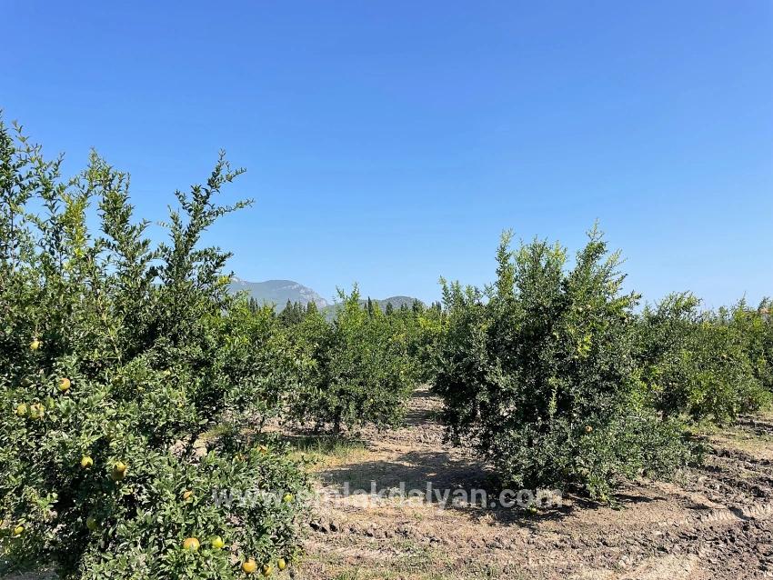 Field For sale in Dalyan Nbh. Ortaca - Housing Zoned - 10.000 m²