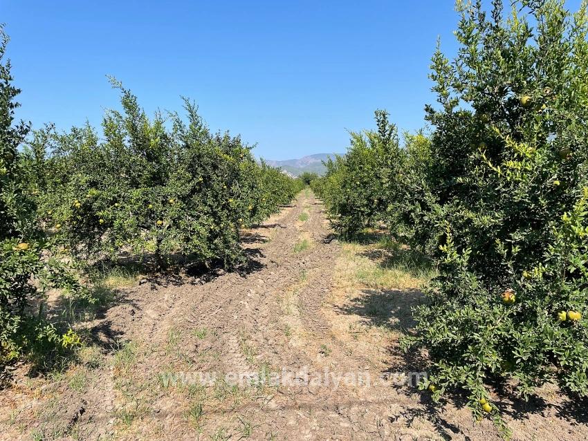 Field For sale in Dalyan Nbh. Ortaca - Housing Zoned - 10.000 m²