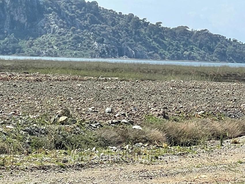 Field For sale in Dalyan Nbh. Ortaca - Housing Zoned - 19.600 m²