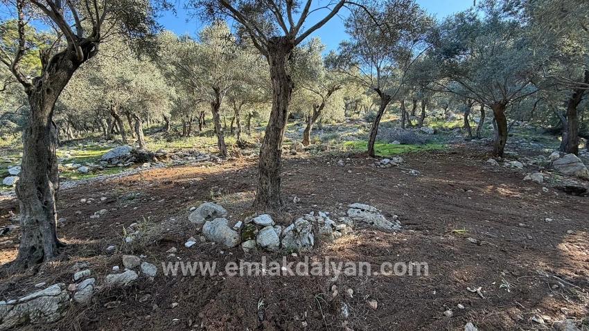 Field For sale in Çandır Nbh. Köyceğiz - Housing Zoned - 5.715 m²