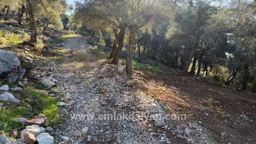 Field For sale in Çandır Nbh. Köyceğiz - Housing Zoned - 5.715 m²