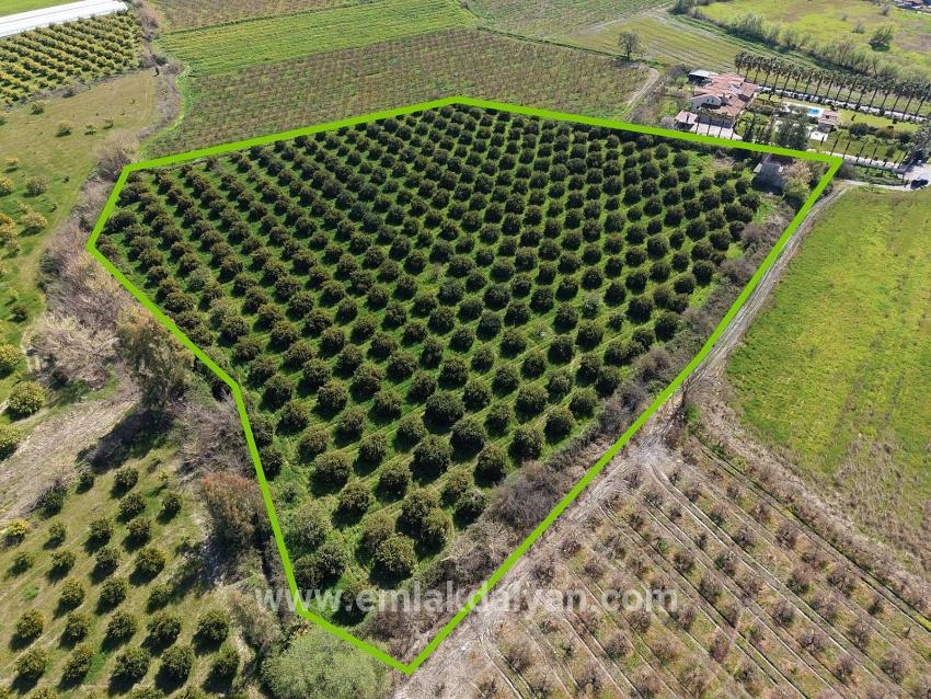 Vineyards & orchards For sale in Dalyan Nbh. Ortaca - Vineyards & orchards Zoned - 17.550 m²