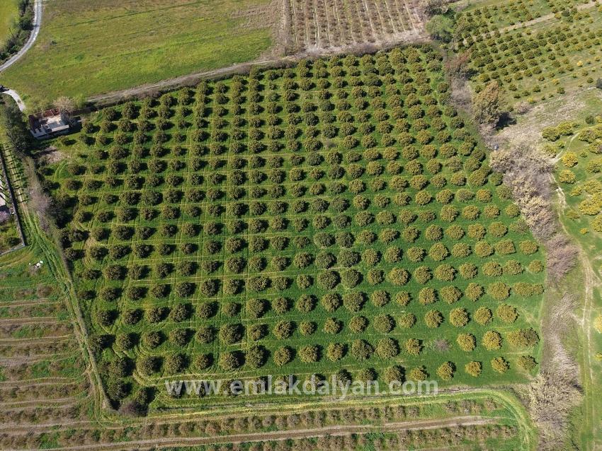 Vineyards & orchards For sale in Dalyan Nbh. Ortaca - Vineyards & orchards Zoned - 17.550 m²