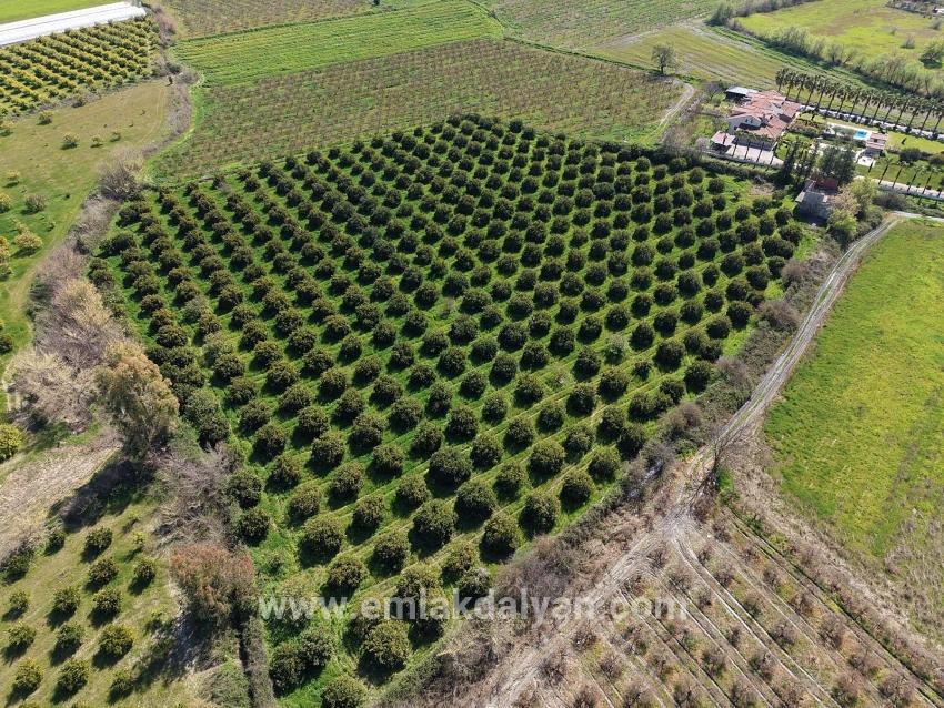 Vineyards & orchards For sale in Dalyan Nbh. Ortaca - Vineyards & orchards Zoned - 17.550 m²