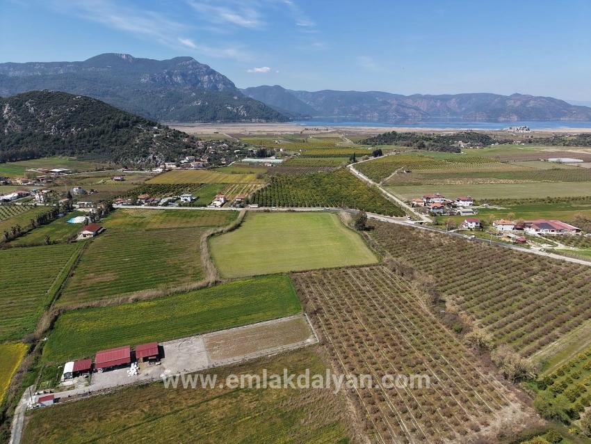 Vineyards & orchards For sale in Dalyan Nbh. Ortaca - Vineyards & orchards Zoned - 17.550 m²