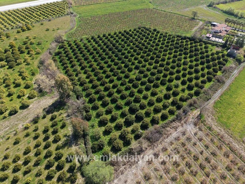Vineyards & orchards For sale in Dalyan Nbh. Ortaca - Vineyards & orchards Zoned - 17.550 m²