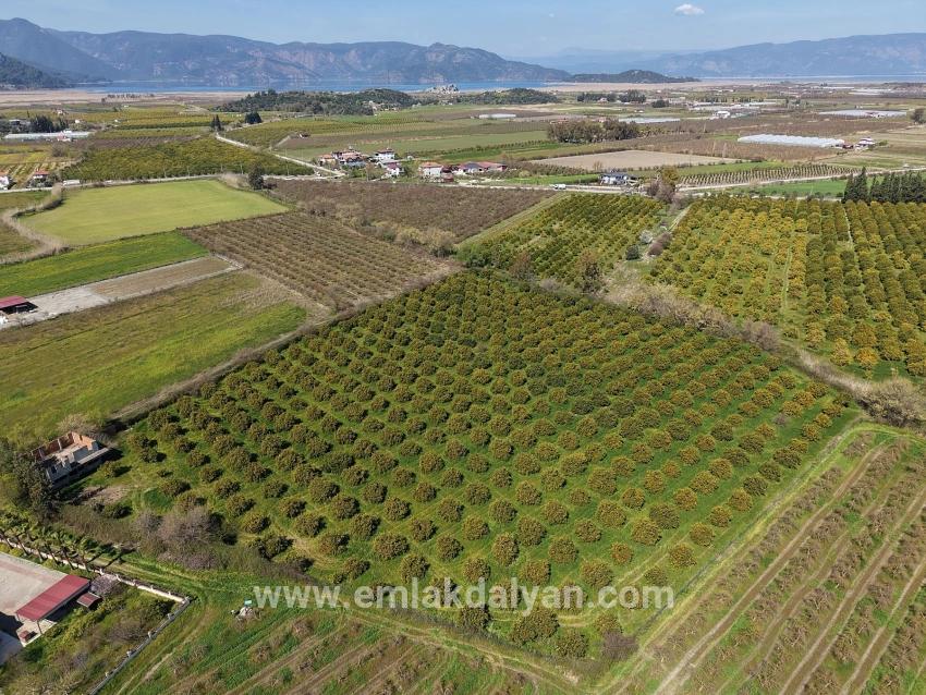 Vineyards & orchards For sale in Dalyan Nbh. Ortaca - Vineyards & orchards Zoned - 17.550 m²