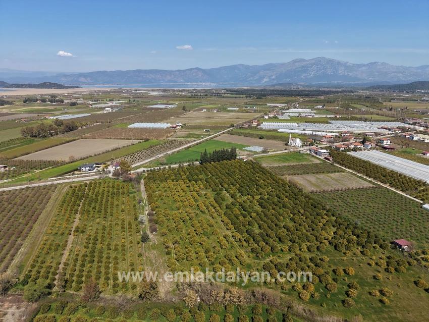 Vineyards & orchards For sale in Dalyan Nbh. Ortaca - Vineyards & orchards Zoned - 17.550 m²