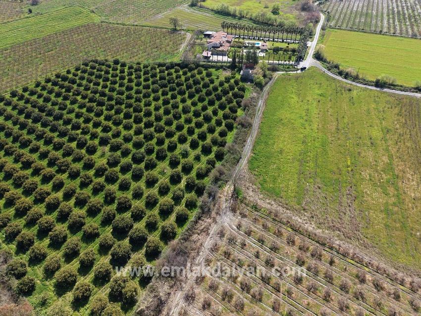Vineyards & orchards For sale in Dalyan Nbh. Ortaca - Vineyards & orchards Zoned - 17.550 m²