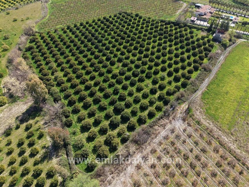 Vineyards & orchards For sale in Dalyan Nbh. Ortaca - Vineyards & orchards Zoned - 17.550 m²