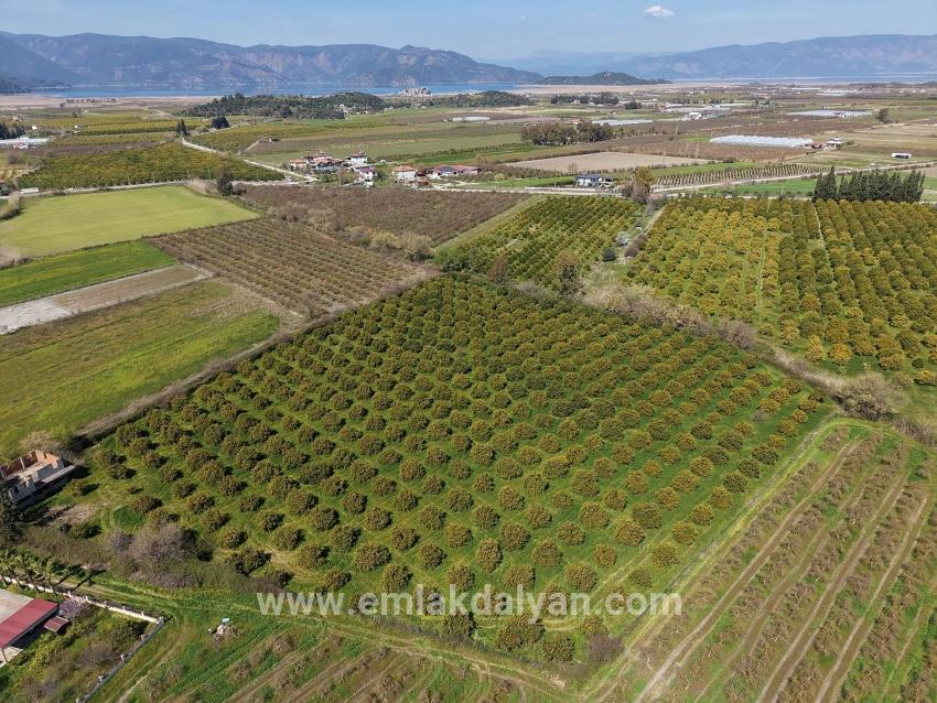 Vineyards & orchards For sale in Dalyan Nbh. Ortaca - Vineyards & orchards Zoned - 17.550 m²