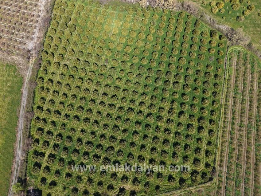 Vineyards & orchards For sale in Dalyan Nbh. Ortaca - Vineyards & orchards Zoned - 17.550 m²