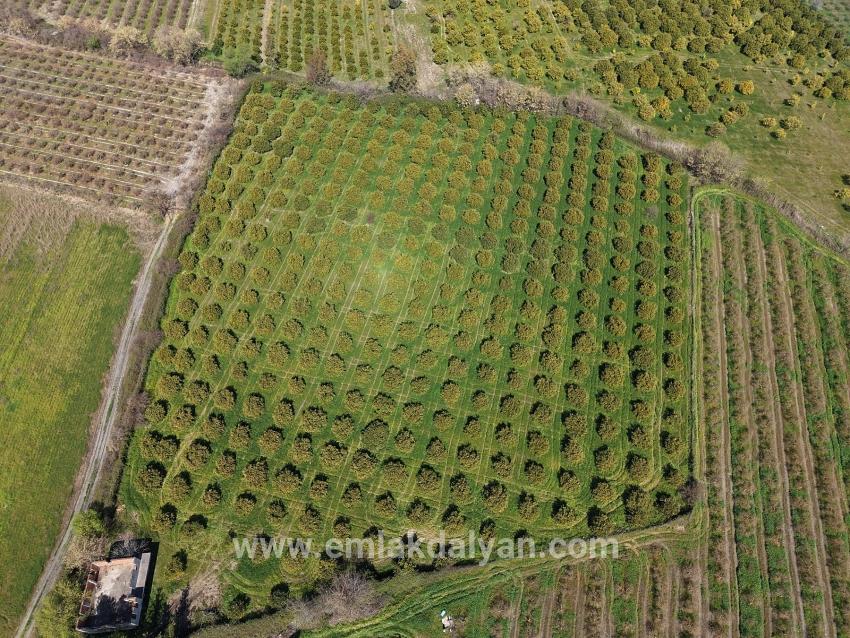 Vineyards & orchards For sale in Dalyan Nbh. Ortaca - Vineyards & orchards Zoned - 17.550 m²