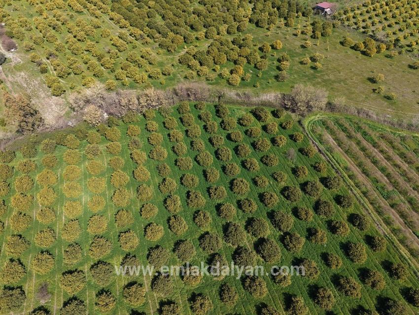 Vineyards & orchards For sale in Dalyan Nbh. Ortaca - Vineyards & orchards Zoned - 17.550 m²