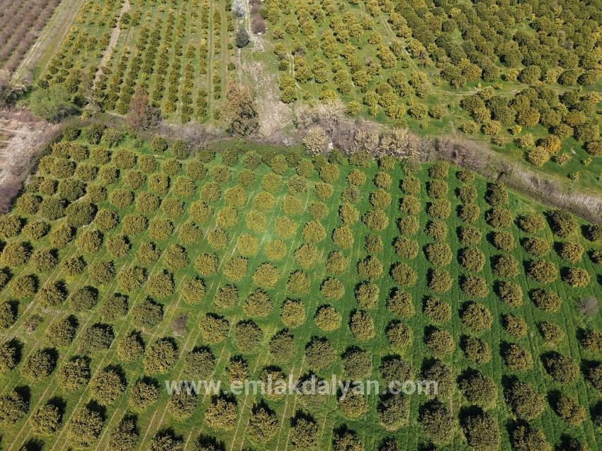 Vineyards & orchards For sale in Dalyan Nbh. Ortaca - Vineyards & orchards Zoned - 17.550 m²