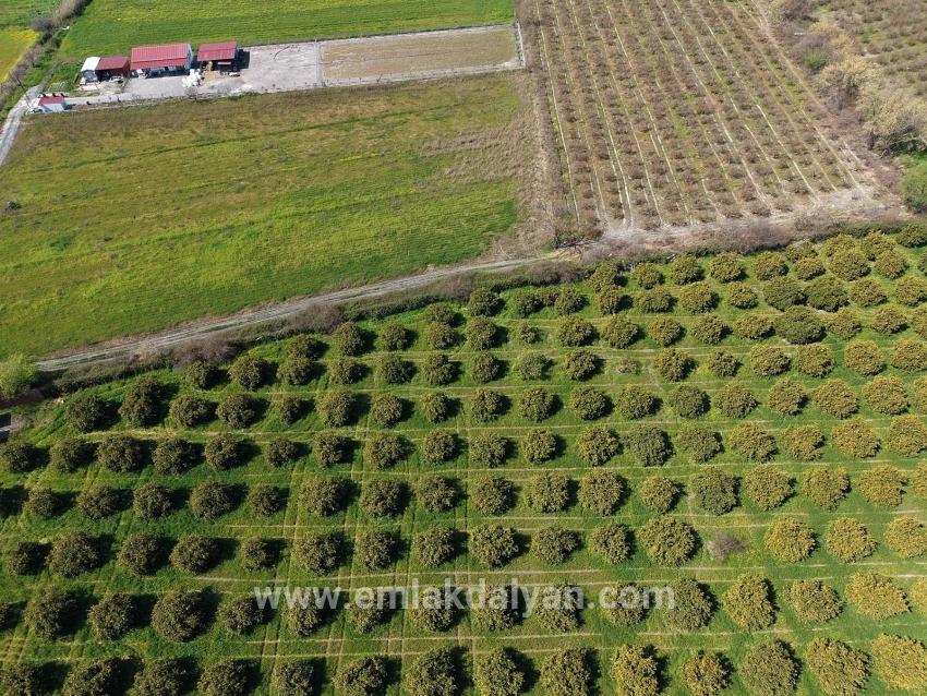 Vineyards & orchards For sale in Dalyan Nbh. Ortaca - Vineyards & orchards Zoned - 17.550 m²