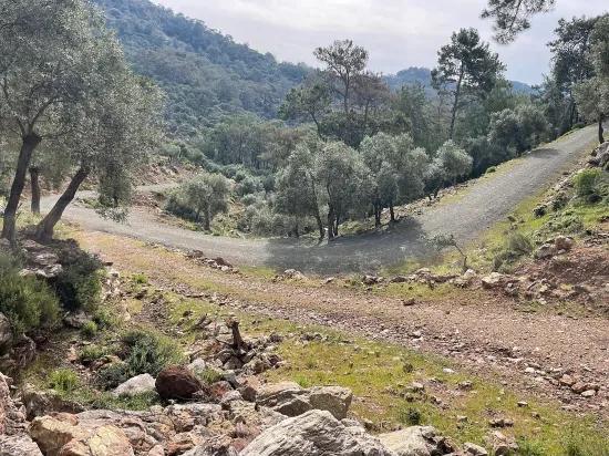 Köyceğiz Ekincik sea view 7.000m2 2b for sale olive grove