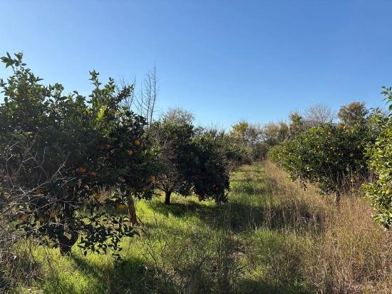 4,541 M² Garden For Sale In Dalyan.
