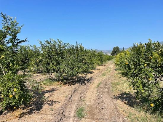 10,000 M² Pomegranate Orchard For Sale In Dalyan Arıkbaşı Gerendüzü Area.