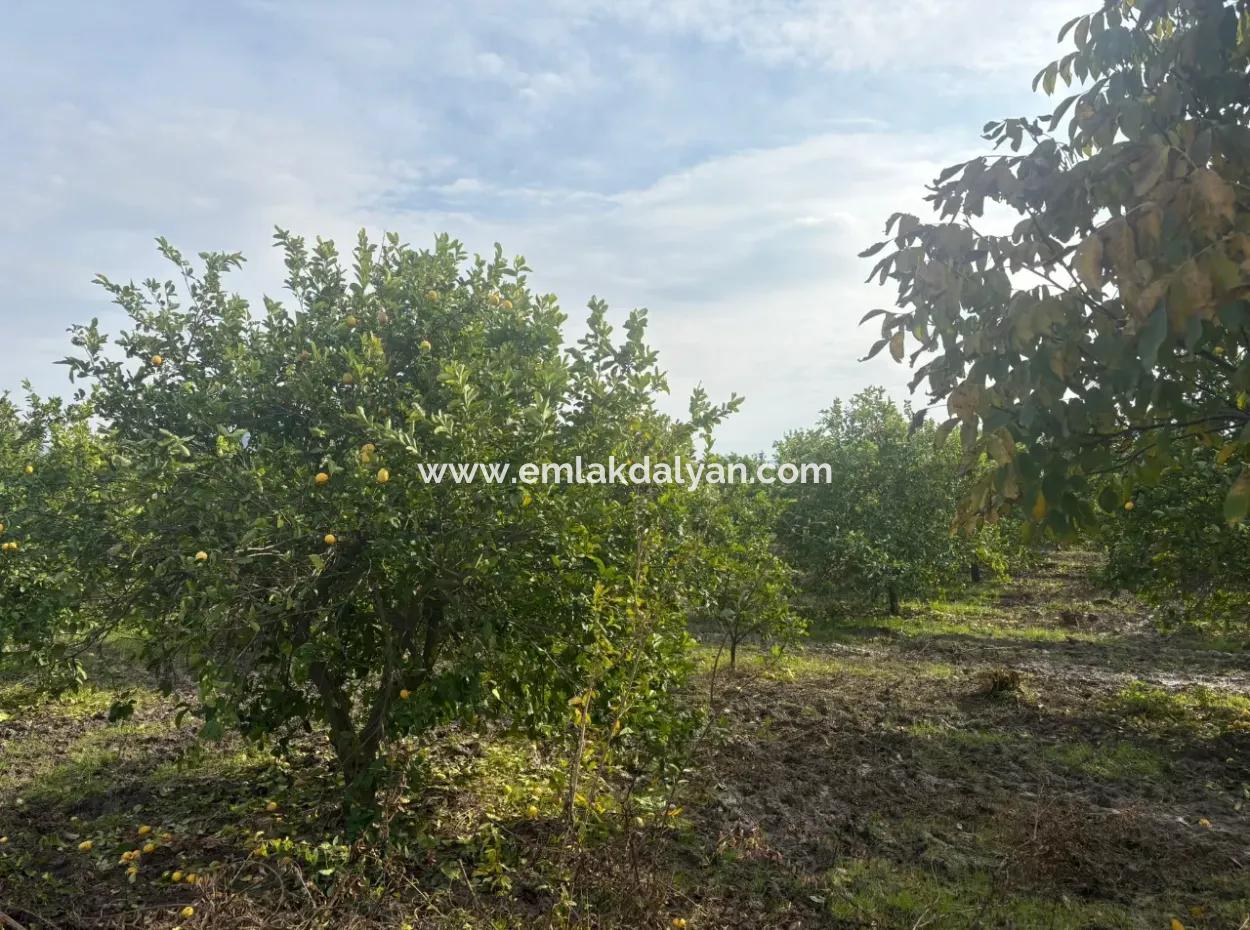 Single Title Deed 5617M2 Lemon Orchard For Sale In Tepearası