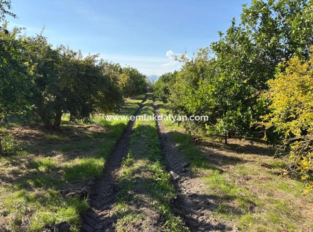 6150M2 Lemon And Pomegranate Garden For Sale In Eskiköy