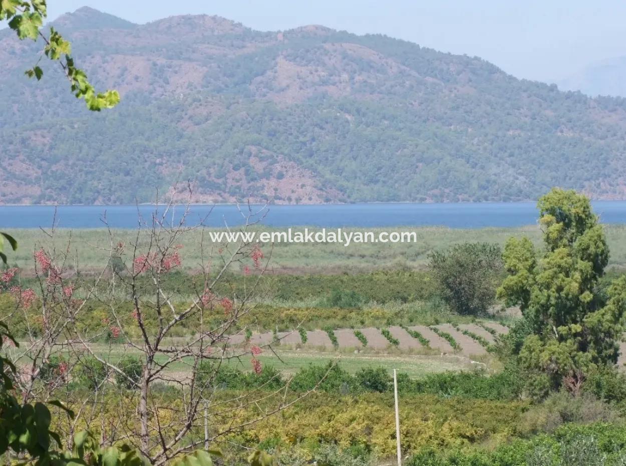 For Sale Farm For Sale In Dalyan 73410M2