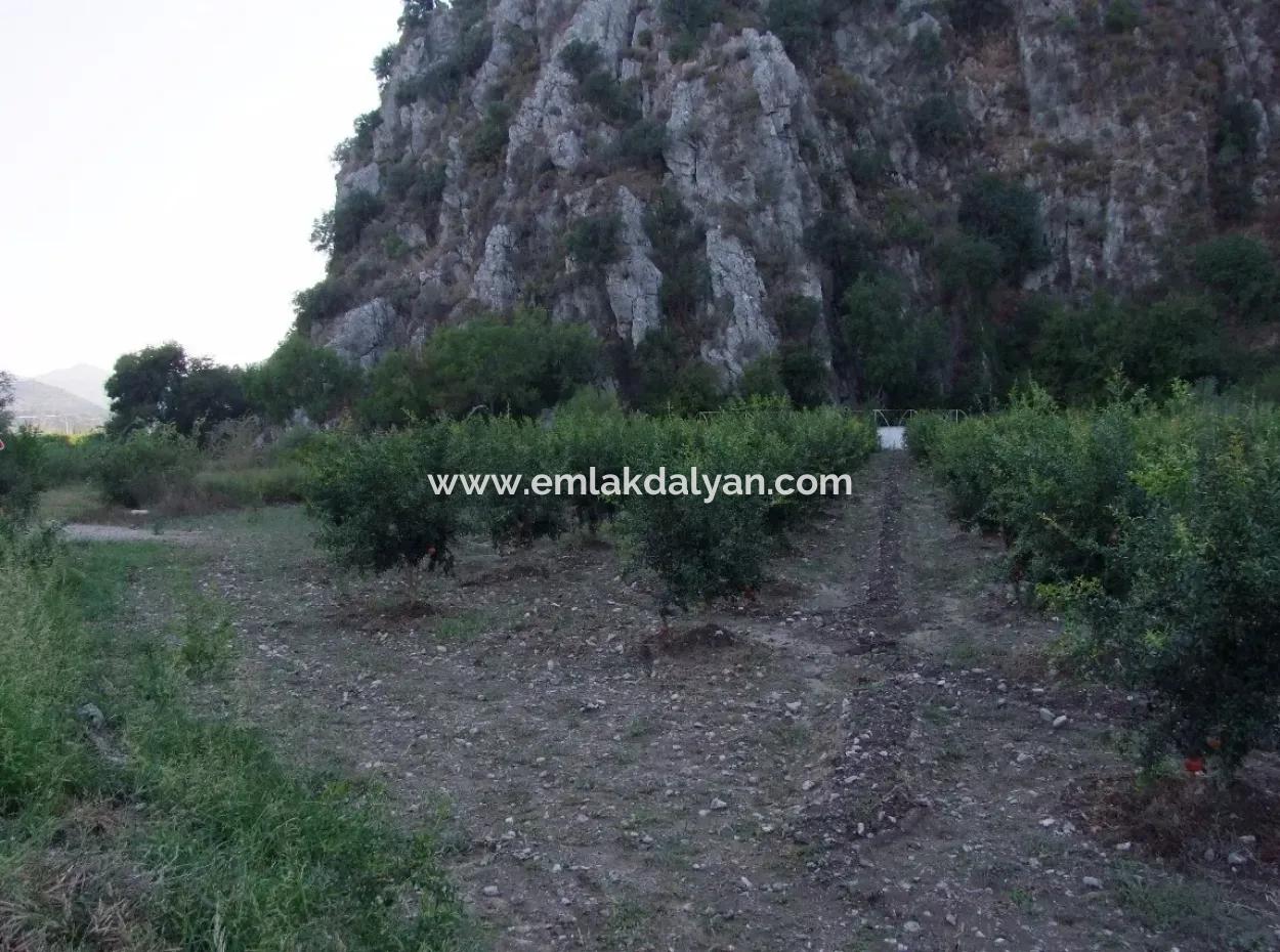 Plot For Sale In Pomegranate Garden For Sale In Oriya Mergenli Mergenli