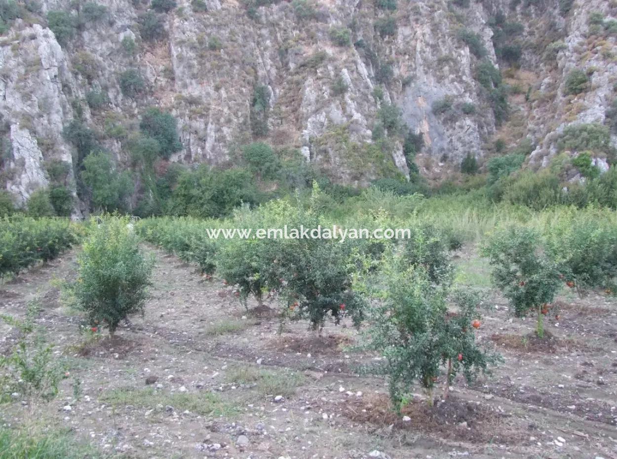 Plot For Sale In Pomegranate Garden For Sale In Oriya Mergenli Mergenli