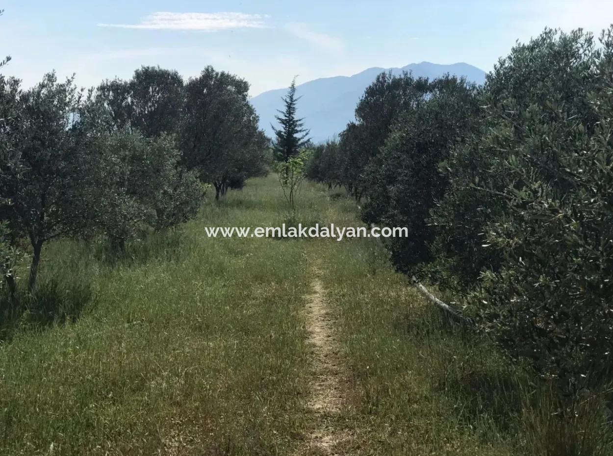 Land For Sale In Seydikemer Korubuku 76000M2