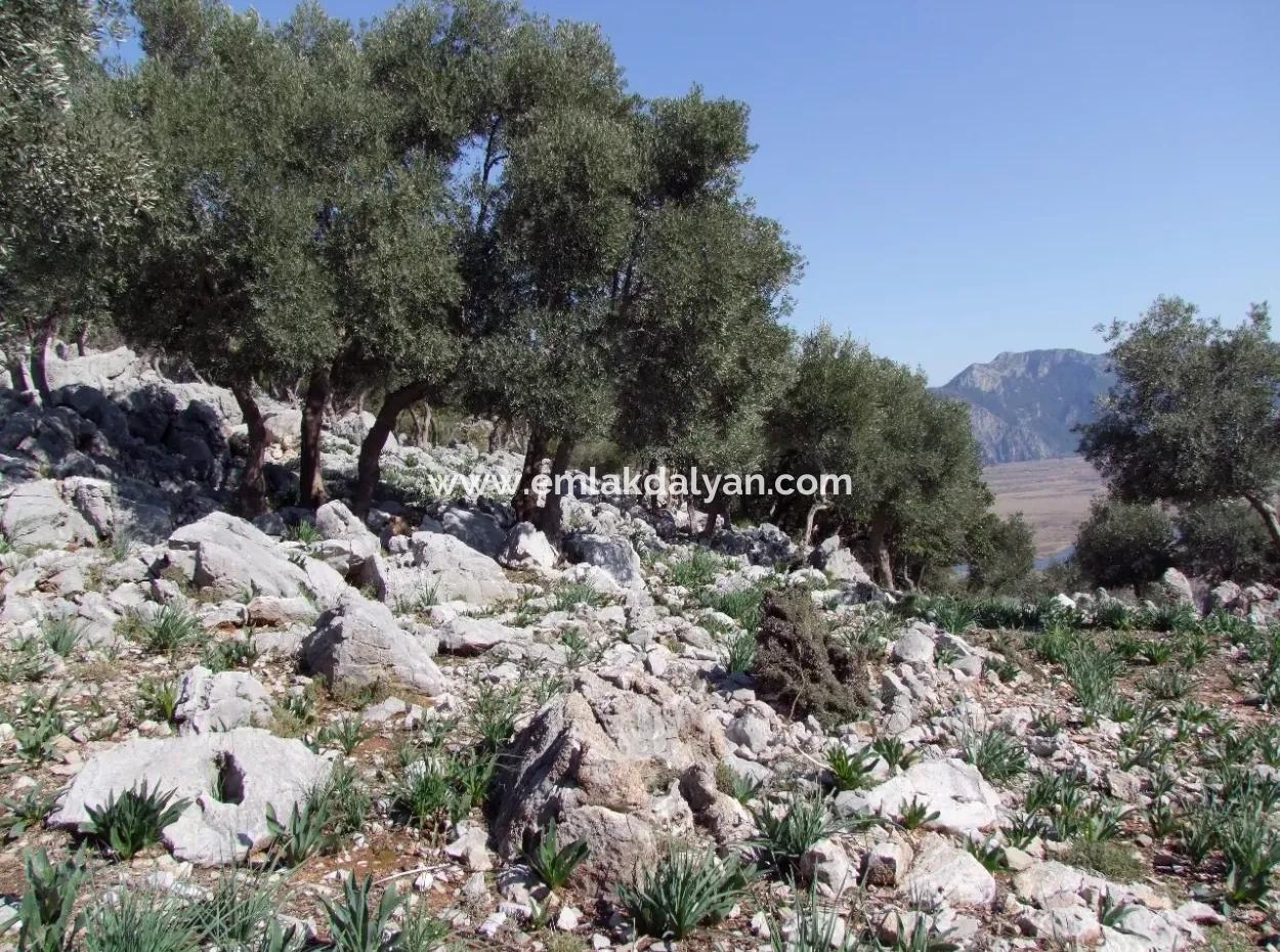 Çandır 5367M2 Farm Land For Sale Sea Views