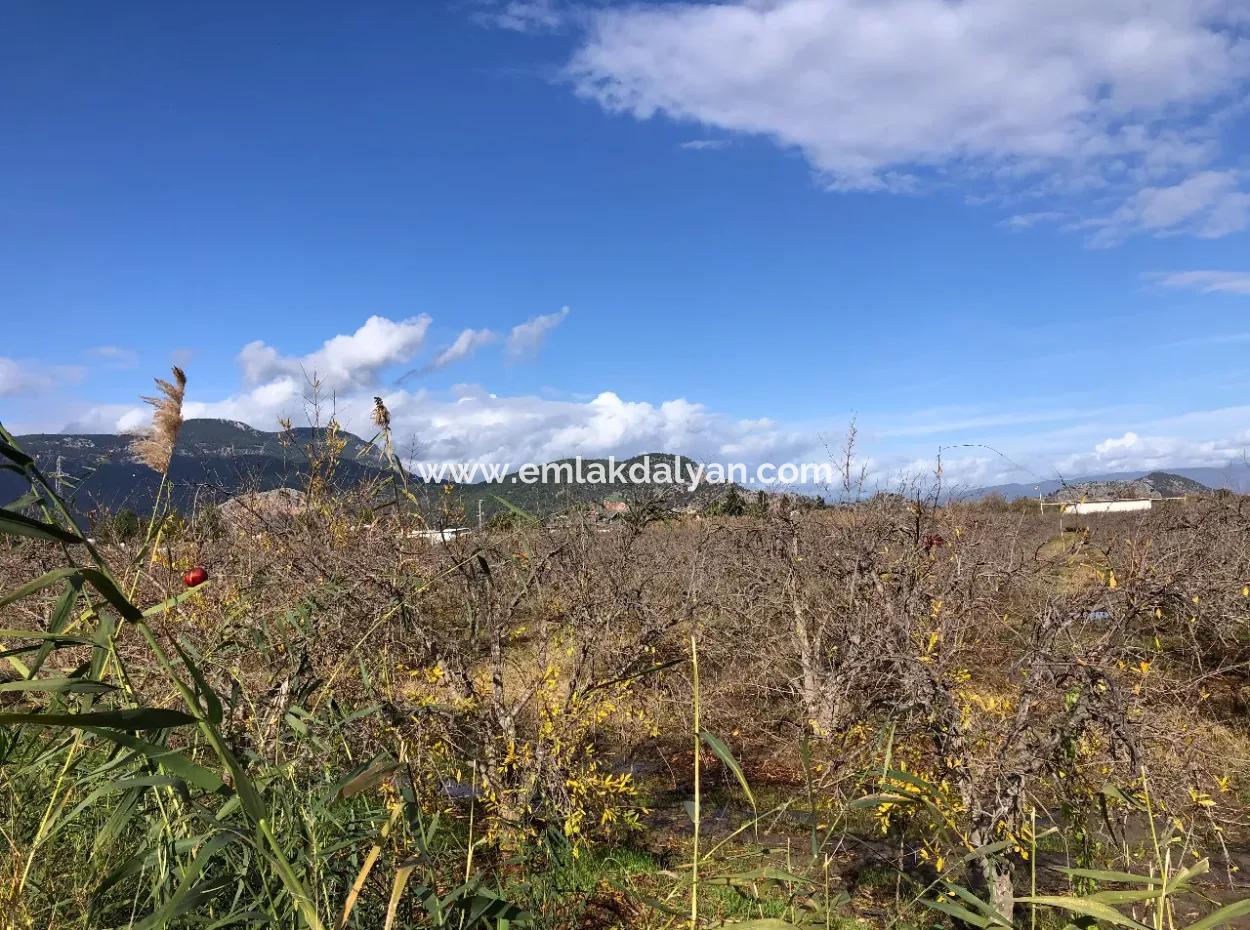 Land For Sale In Dalyan Istuzu Yollu On 24,000M2 Pomegranate Garden For Sale