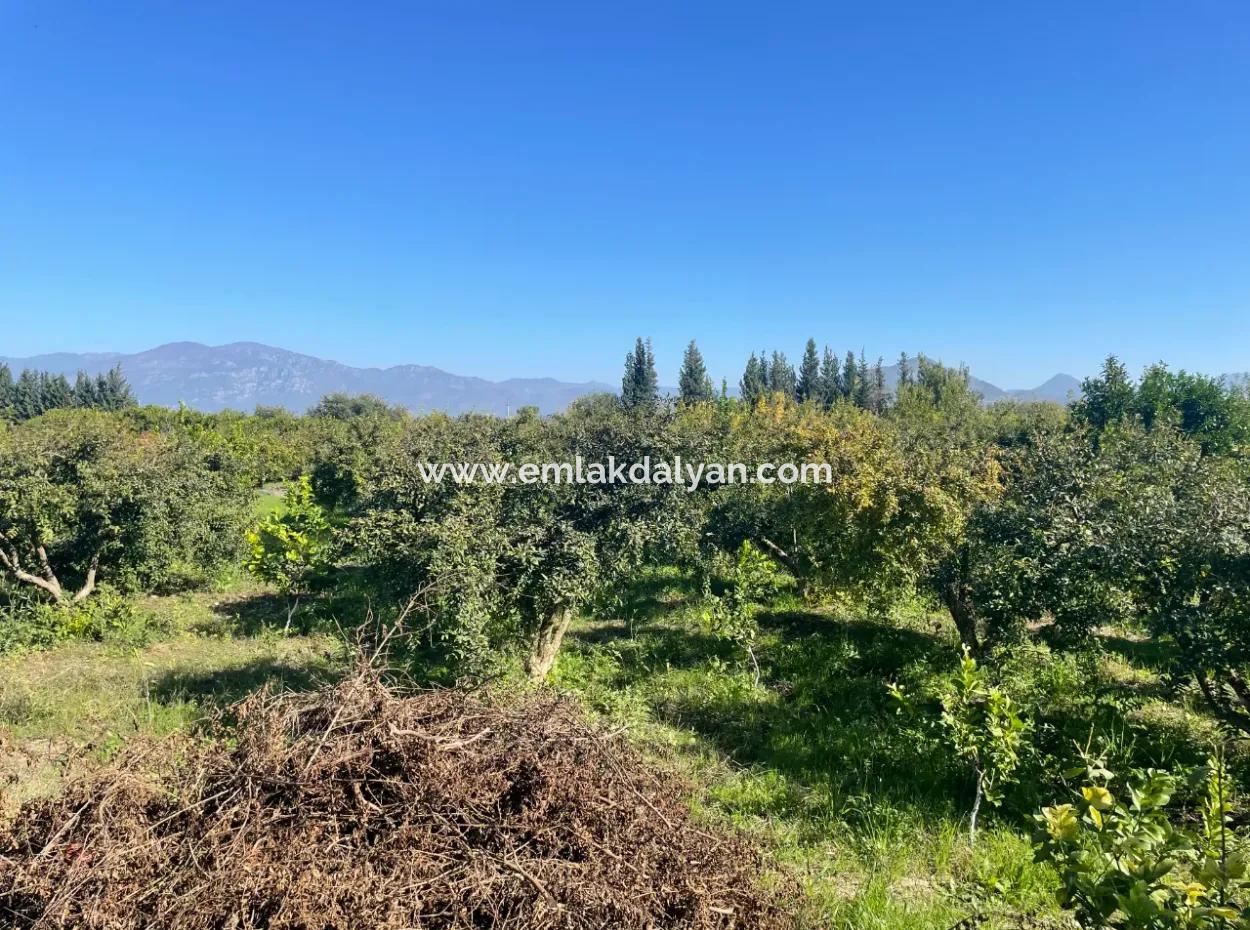 2223M2 Fields For Sale In Dalyan