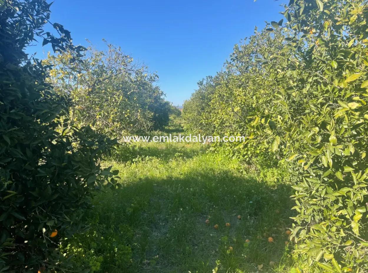 Dalyan Land For Sale 5227M2 Land For Sale