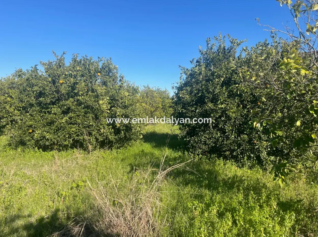 Dalyan Land For Sale 5227M2 Land For Sale