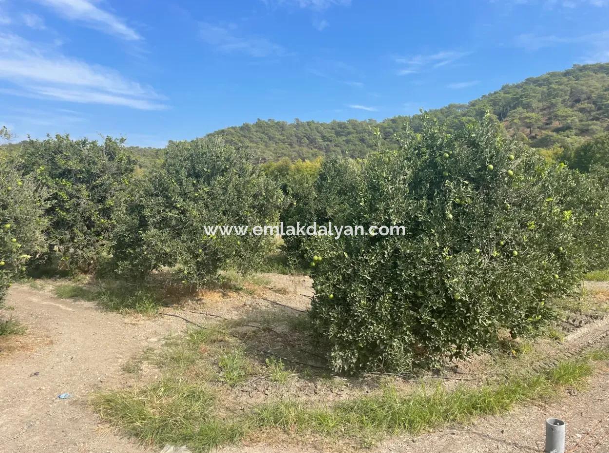 4000M2 Land For Sale Zoned In Village Built-Up Area In Tepearasin