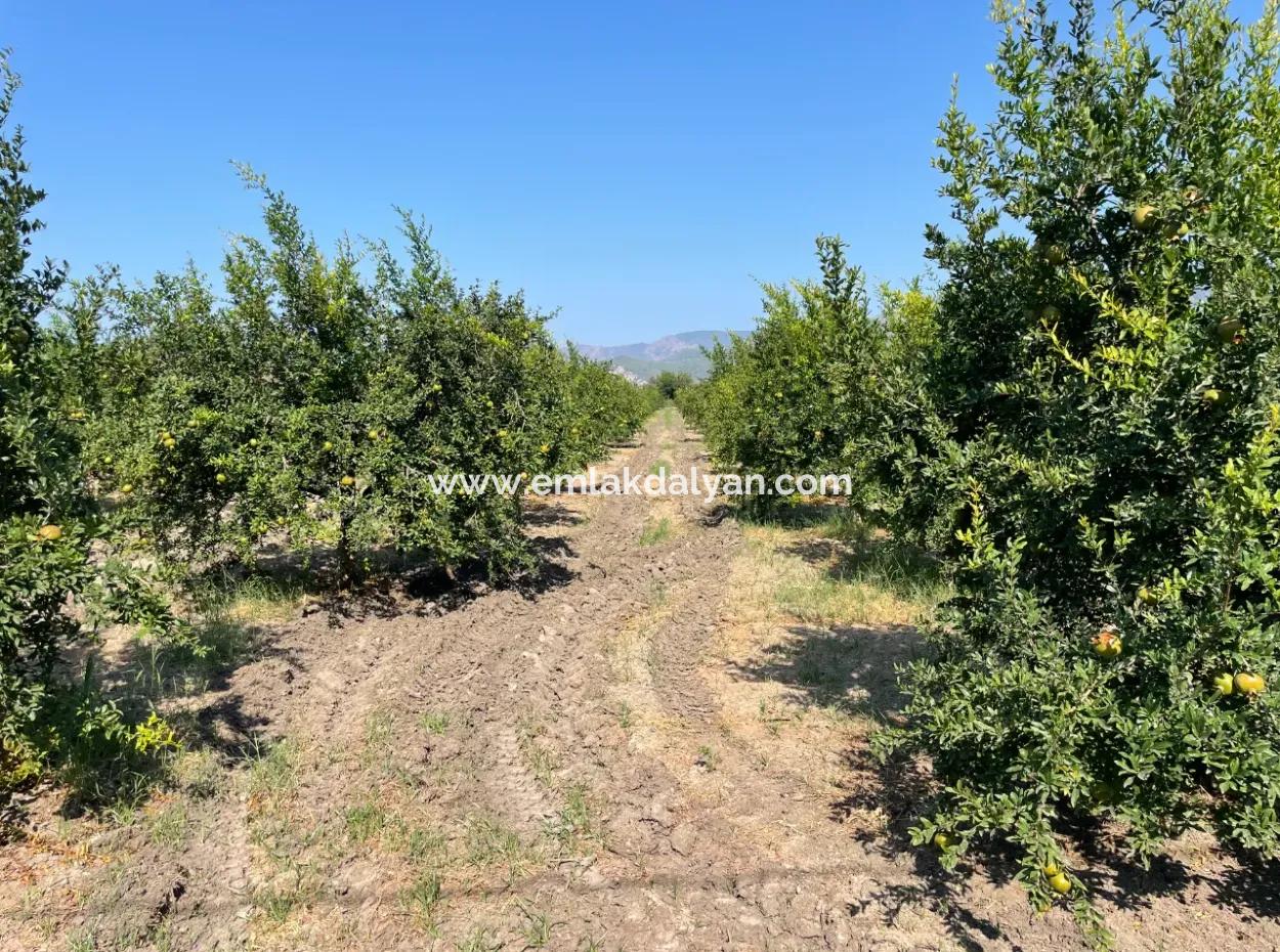 10,000M2 Pomegranate Garden For Sale In Dalyan Arıkbaşı And Gerendüzün