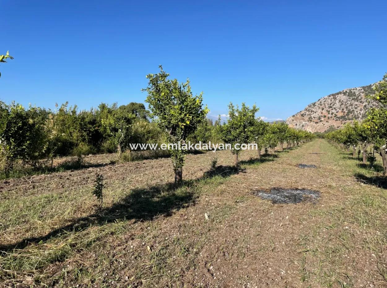 Land For Sale In Dalyan Close To The Center Of 6600M2