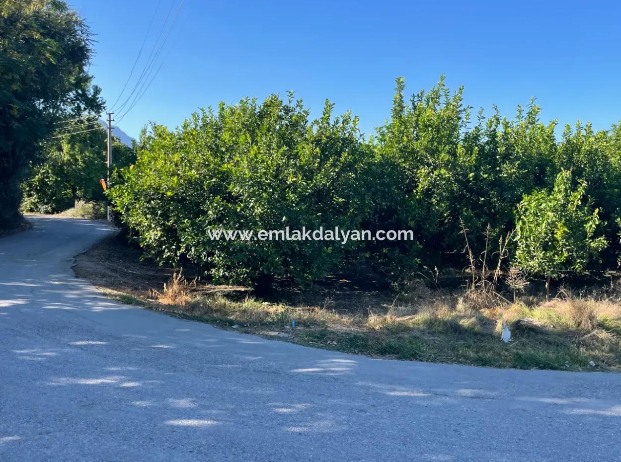 2D Lemon Orchard For Sale In Marmarli, Dalyan