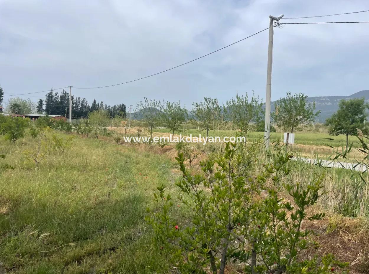Field For Sale 6500M2 In Dalyan