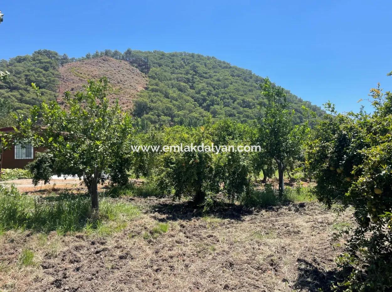 Road-New 6820M2 Pomegranate And Lemon Orchard Is For Sale In Tepearası