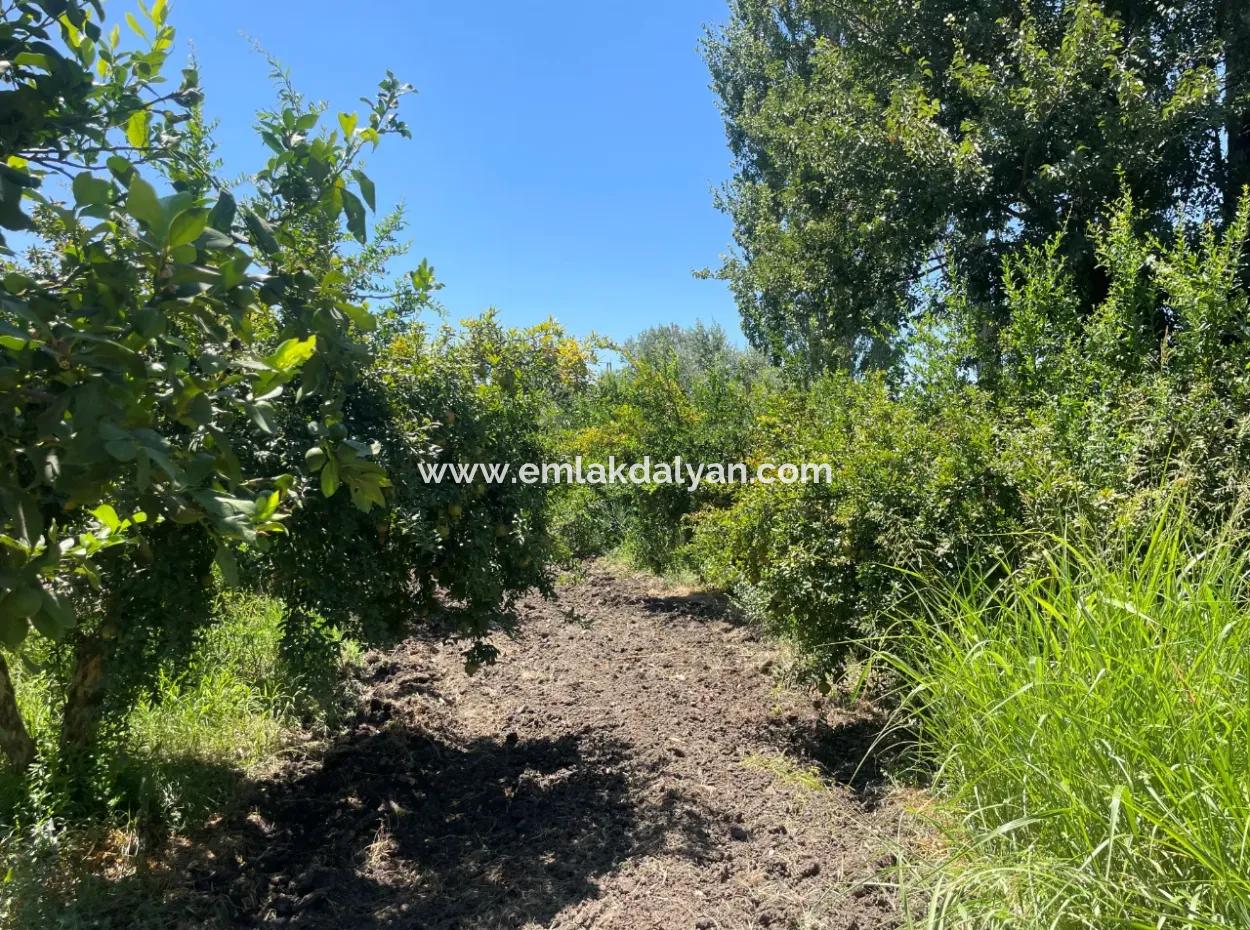 Road-New 6820M2 Pomegranate And Lemon Orchard Is For Sale In Tepearası