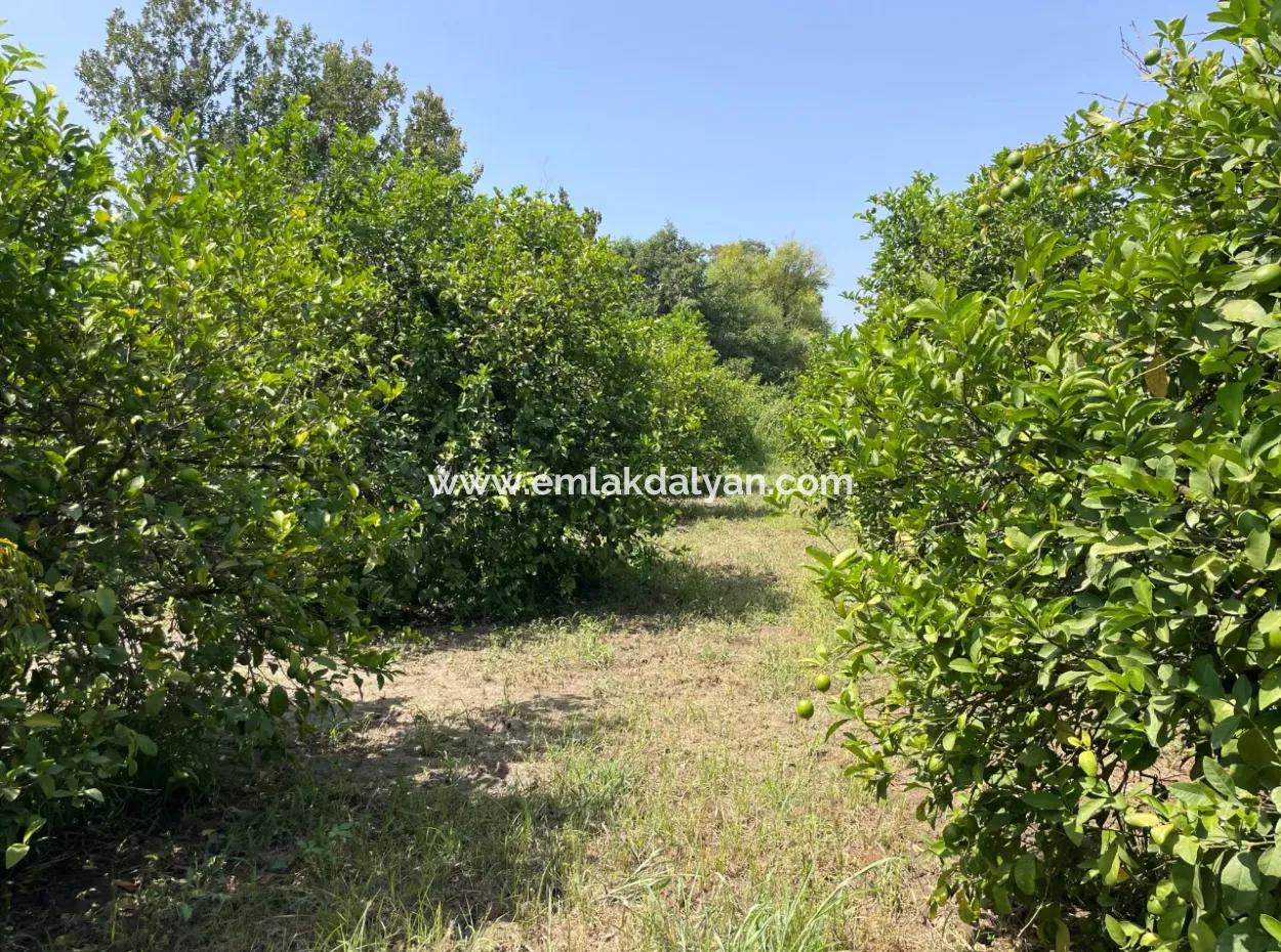 10.000M2 Land For Sale In The Village Built-Up Area In Okçular