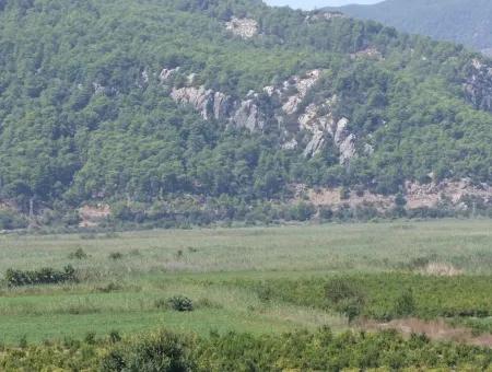 For Sale Farm For Sale In Dalyan 73410M2