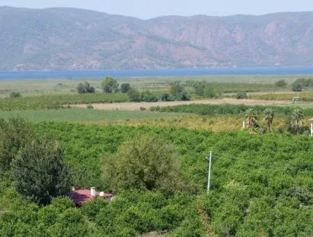 For Sale Farm For Sale In Dalyan 73410M2