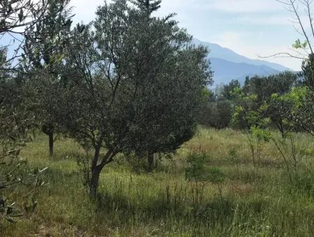 Land For Sale In Seydikemer Korubuku 76000M2