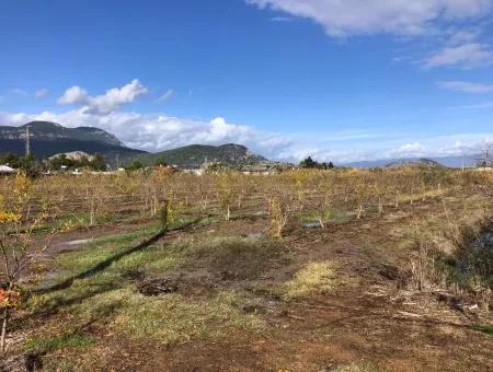 Land For Sale In Dalyan Istuzu Yollu On 24,000M2 Pomegranate Garden For Sale