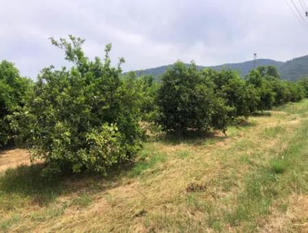 Land For Sale In Sourliyurtda 1085M2